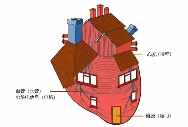 佛子岭3号医生 | 杨映霞:不同的心脏检查项目有啥区别?看完这篇你就明白啦